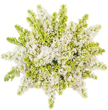 White Lilac Bouquet - Flowers Box London