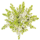 White Lilac Bouquet - Flowers Box London