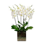 White Orchids Gifts in Glass Square Pot - Flowers Box London