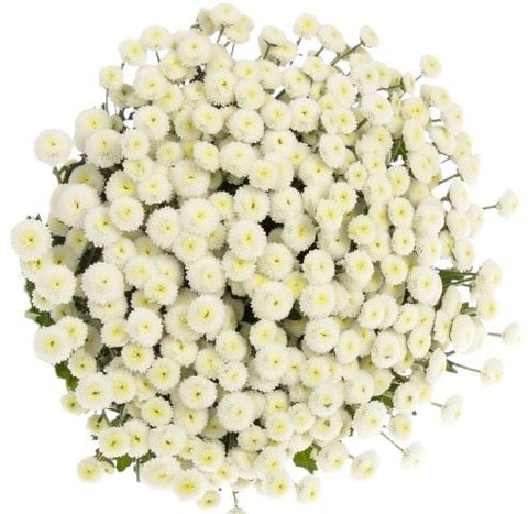 White Rio Tanacetum Bouquet - Flowers Box London