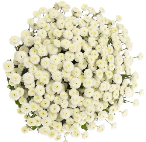 White Rio Tanacetum Bouquet