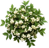 White Snowberry Pretty Bouquet - Flowers Box London