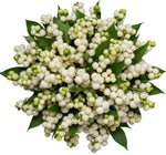 White Snowberry Pretty Bouquet