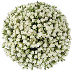 White Spray Roses Bouquet