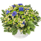 Wildflowers Garden Box - Flowers Box London