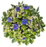 Wildflowers Garden Box - Flowers Box London