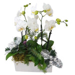 Wonderland Phaleonopsis Orchids Rectangle Pot