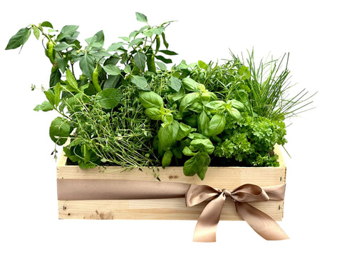Wooden Crate of Aromatic Herbs