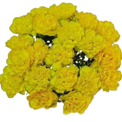 Yellow Carnations Bouquet - Flowers Box London