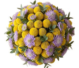 Yellow Craspedia with Scabiosa Bouquet - Flowers Box London