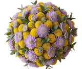Yellow Craspedia with Scabiosa Bouquet - Flowers Box London
