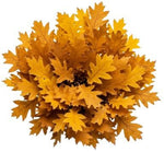Yellow Oak Leaves Bouquet - Flowers Box London