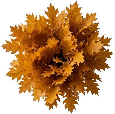 Yellow Oak Leaves Bouquet - Flowers Box London