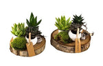3 Pot Succulent on Wood