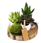 3 Pot Succulent on Wood