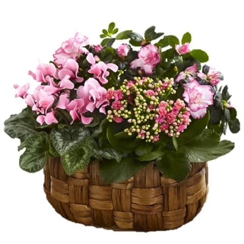 3 Types Plant in Basket