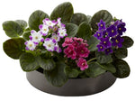 African Violets in Ceramic Bowl