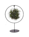 Air Plant Arrangement