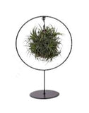 Air Plant Arrangement