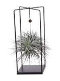 Air Plant Arrangement - Flowers Box London