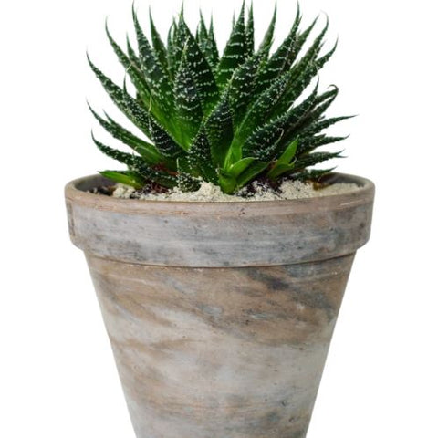 Aloe Aristata in Pot - Flowers Box London