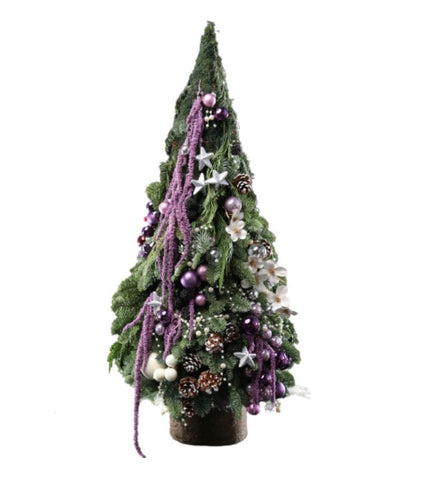 Amaranthus Christmas Tree