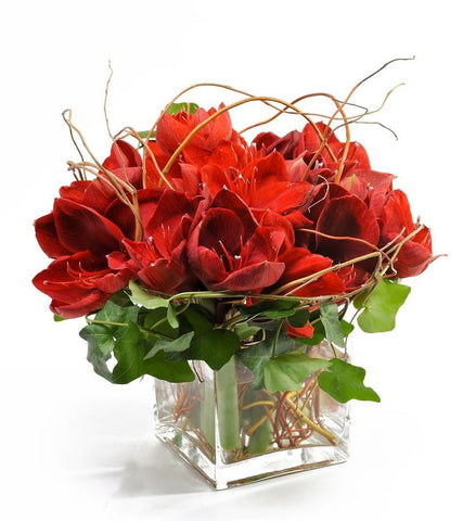 Amaryllis Pot Flower Arrangment - Flowers Box London