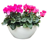 Amazing Cyclamen Pot