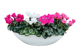 Amazing Cyclamen Pot