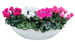 Amazing Cyclamen Pot - Flowers Box London