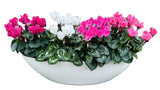Amazing Cyclamen Pot - Flowers Box London