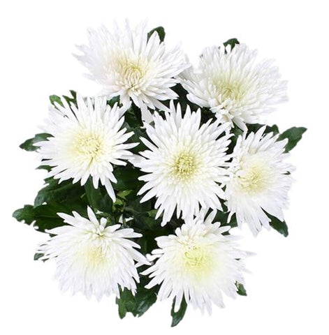 Anastasia White Chrysanthemum Bouquet