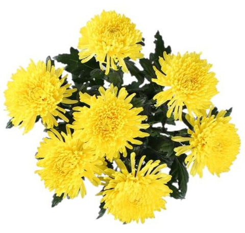 Anastasia Yellow Chrysanthemum Bouquet