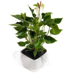 Anthurium Ceramic Pot