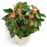 Anthurium Ceramic Pot