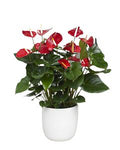 Anthurium Ceramic Pot