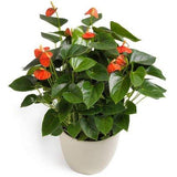 Anthurium Ceramic Pot