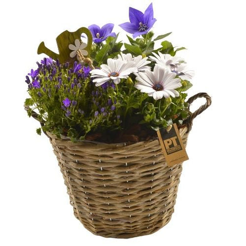 Assorted Plant in the Basket - Flowers Box London