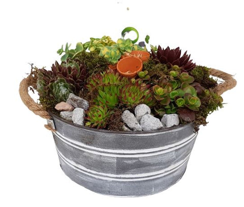 Assorted Sempervivum Arrangement in Pot - Flowers Box London