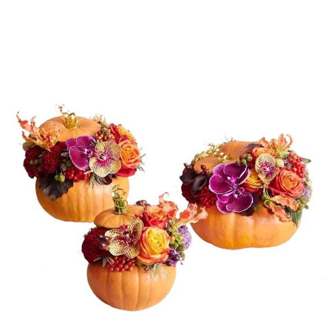 Autumn Pumpkin Set