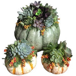 Autumn Succulent Pumpkin Set - Flowers Box London