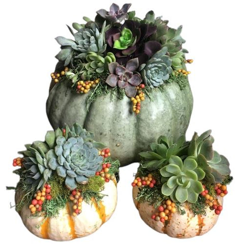 Autumn Succulent Pumpkin Set