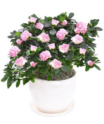 Azalea Plant Ceramic Pot - Flowers Box London