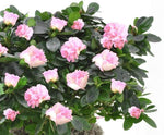 Basket of Azalea Plant - Flowers Box London