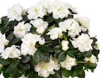 Basket of Azalea Plant - Flowers Box London