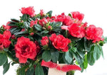 Basket of Azalea Plant - Flowers Box London