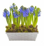 Basket of Hyacinth