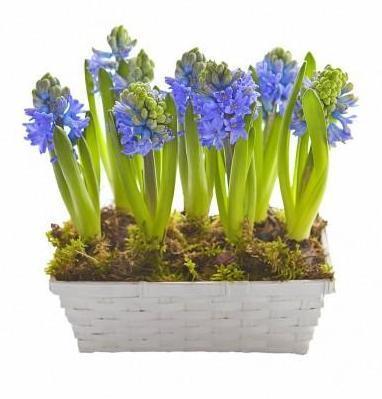 Basket of Hyacinth - Flowers Box London