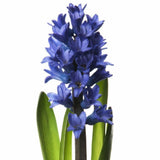 Basket of Hyacinth