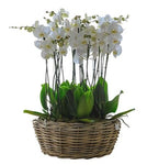 Basket of Luxury Phalaenopsis Orchids - Flowers Box London